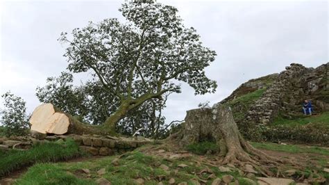 Detienen a un joven de 16 años y un hombre de unos 60 por talar “deliberadamente” un famoso árbol del Muro de Adriano